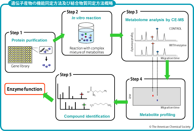 特許「遺伝子産物の機能同定方法及び結合物質同定方法」メカニズム概略図