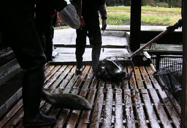 引き上げられたサケ 引き上げられたサケ