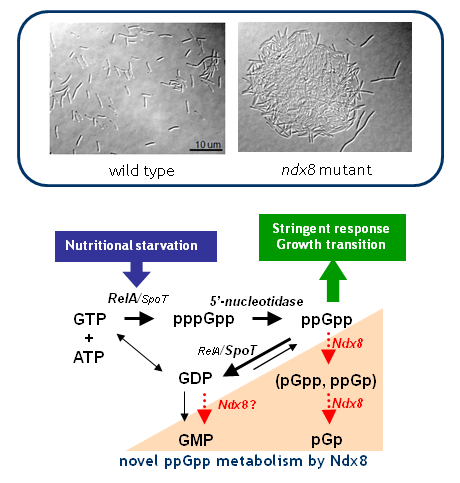 マルチオミクススクリーニングにより新規酵素機能と細菌のシグナル代謝を発見