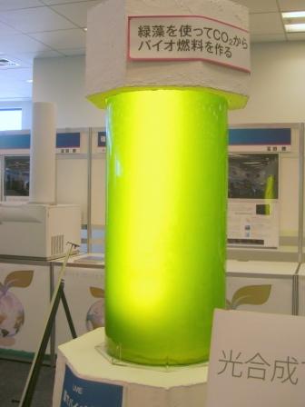 シュードコリシスチスエリプソイディア培養槽